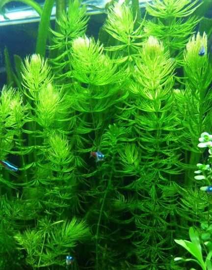 Planta Foxtail podas