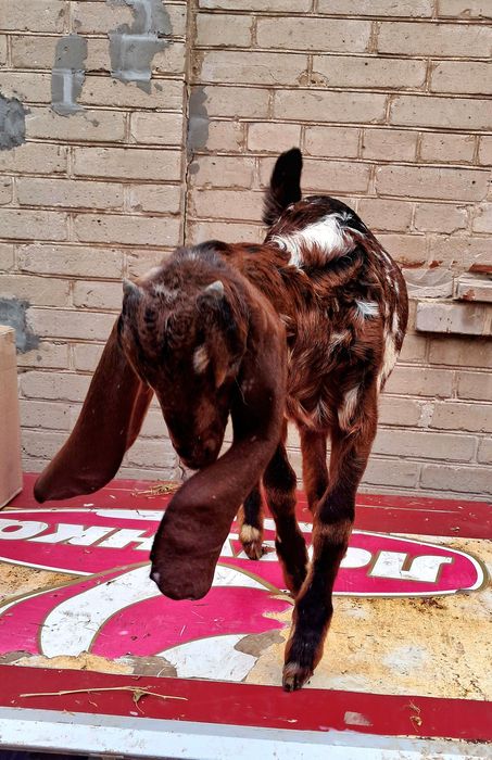 Козлик 75 % камори 25% нубиец