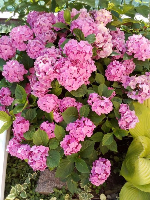 Гортензіі крупнолисті БЕЗ ПЕРЕСИЛКИ