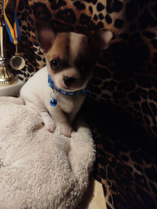 Самый лучший друг это чихуахуа мини мальчик Коби тип