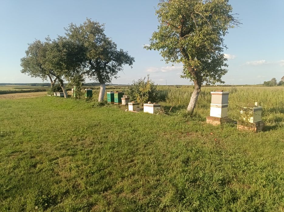 Ule wielkopolskie 19 szt uli cały osprzęt