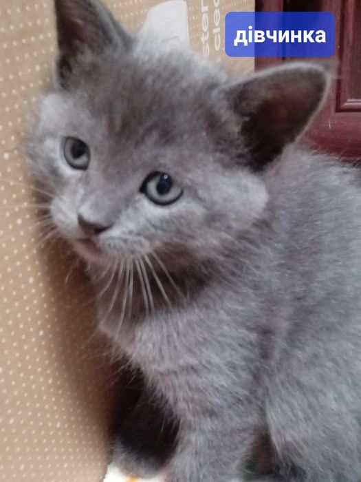 Віддам котиків в добрі руки