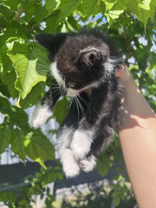 Кошенята в добрі руки