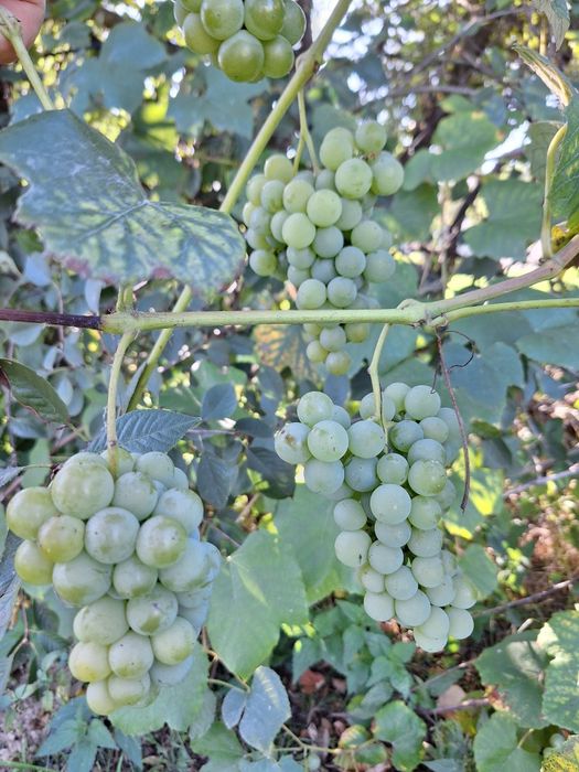 Winogrono jasne .