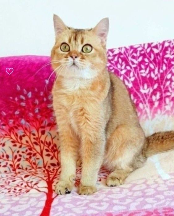 Ооочень ласковый котёночек Золотой шиншилла