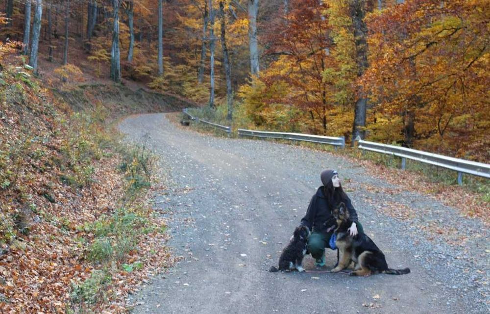 Dog Walking / Passeio de cães în Porto