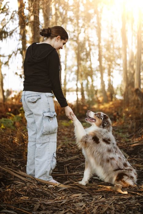 Pastor australiano red merle
