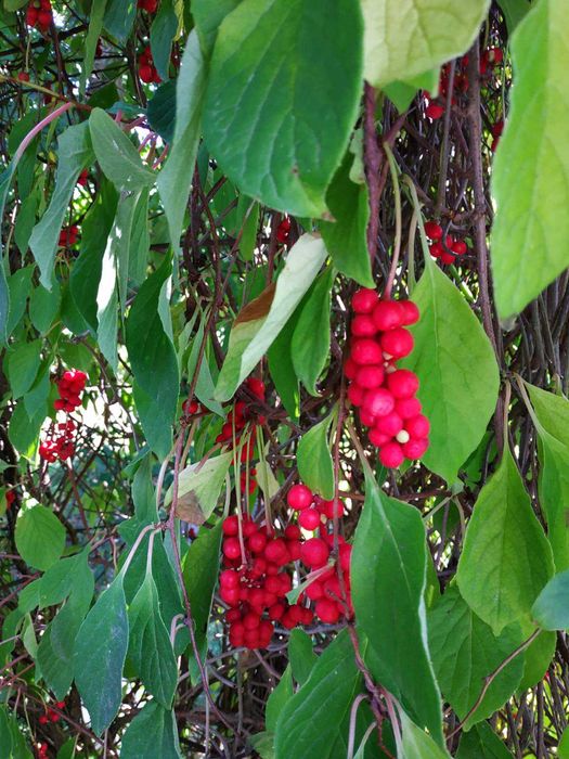 Лимонник китайський ягоди сушені ( Schizandra chinensis )