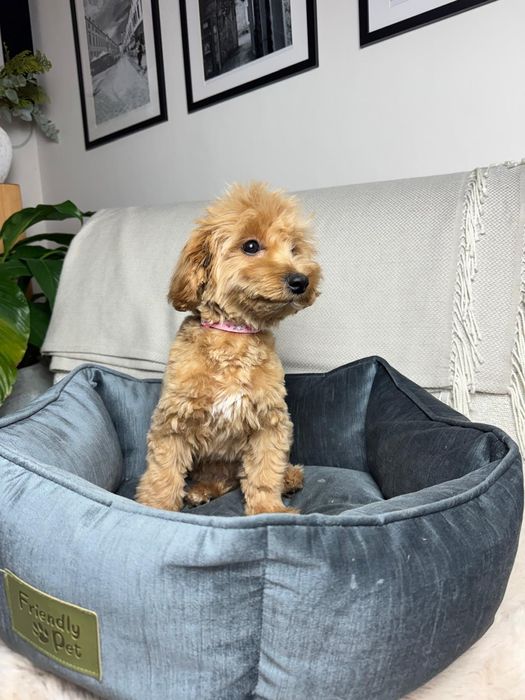 maltipoo suczka gotowa