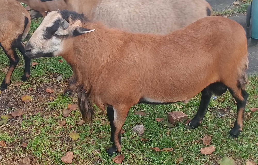 Sprzedam barana Barbadosa