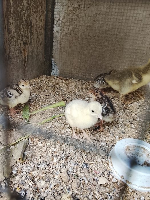 Vendo pitos e galinhas