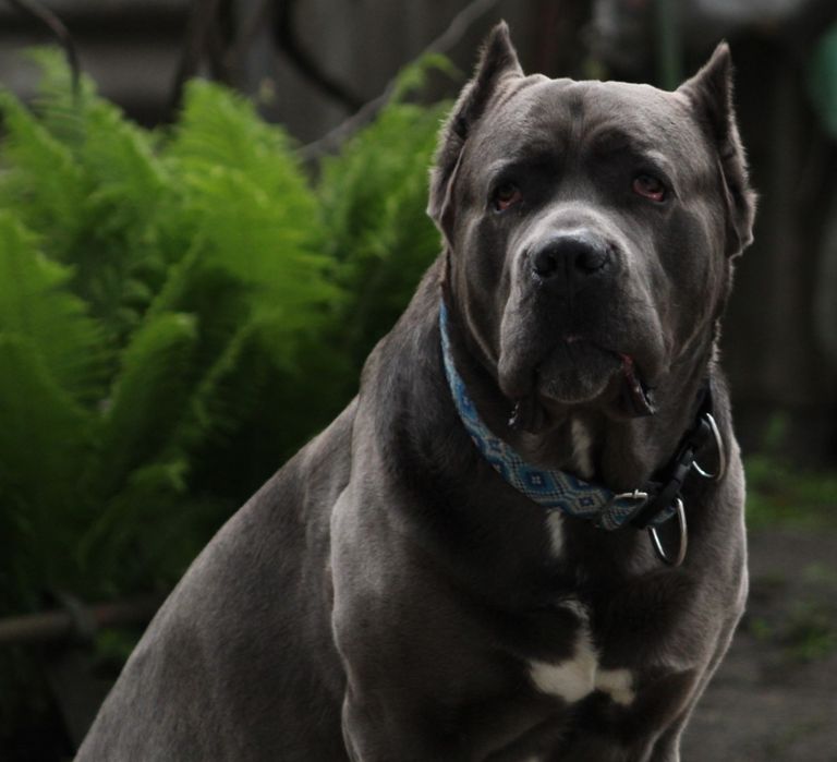 Кобель Кане Корсо для вязки