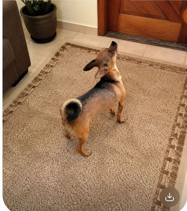Chihuahua muito linda