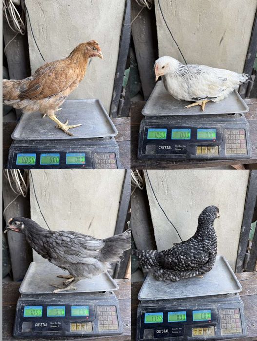 КуриОПТ,Ломан Браун,Домінант