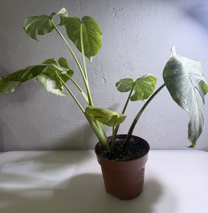 Monstera Variegata Thai Constellation kolekcjonerska