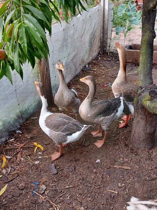 Gansos Novos Adultos