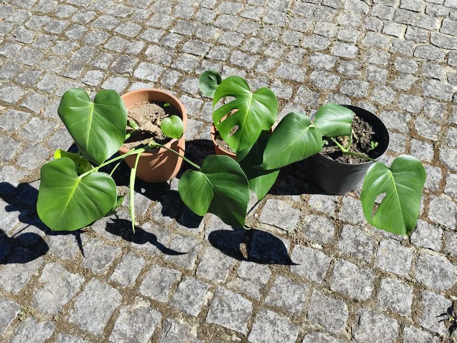 Planta Monstera Deliciosa / Costela de Adão