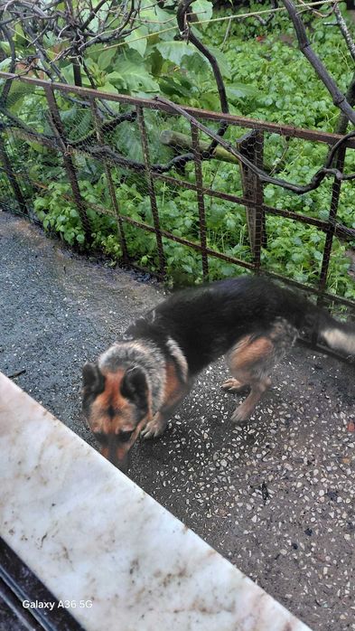 Leão - Para Adopção