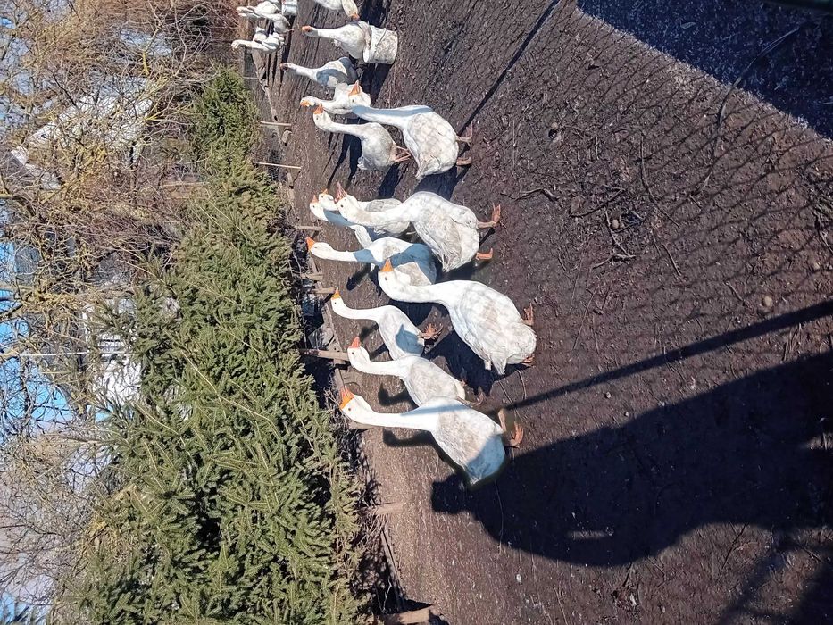 Gęsi Chołmogory 2025