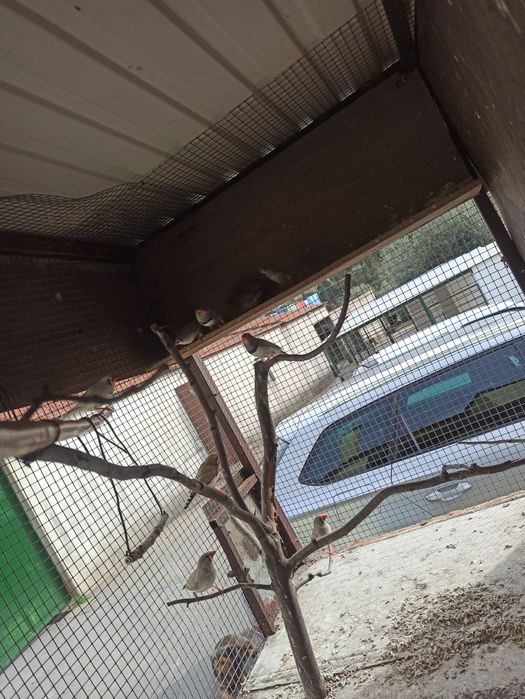 Pássaros diamante mandarins 2026