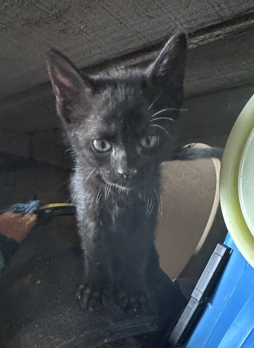 Gatinhos para Adoção