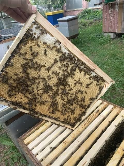 Приймаю замовлення на бджолопакети карпатка