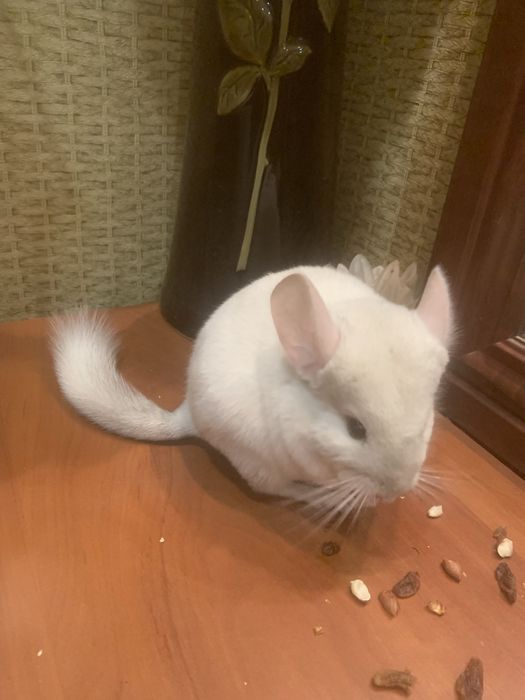 Пухнастий хвостикГризунчик