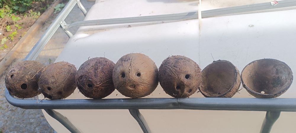 Kokos kokosy do akwarium
