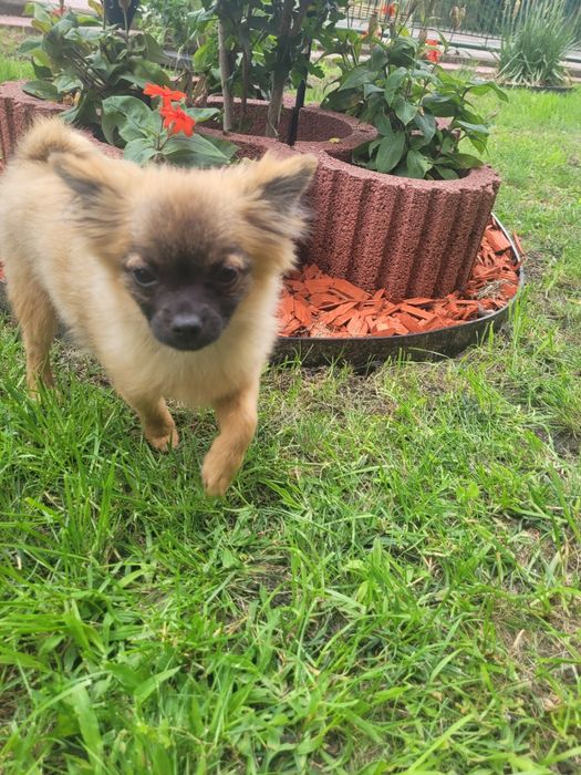 Chihuahua dziewczynka