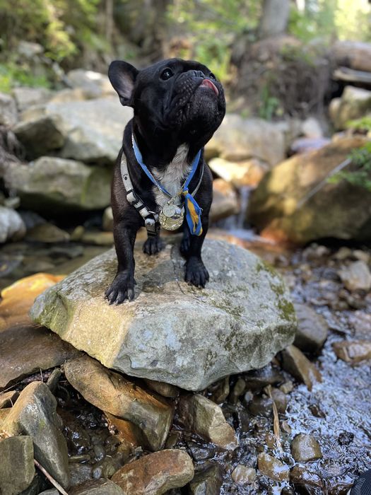 Для штучного запліднення! Голубогенний Француз Бульдог тільки м. Ніжин