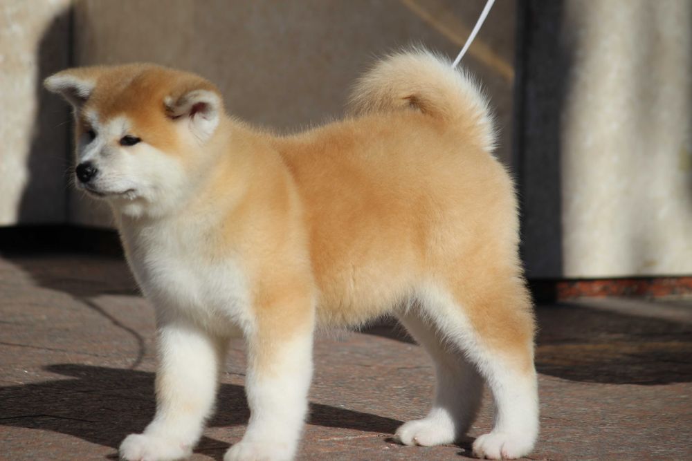 Акіта іну цуенята ,розплідник