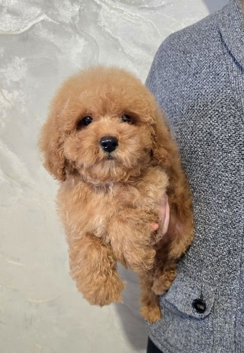 Гарненький кудрявий хлопчина