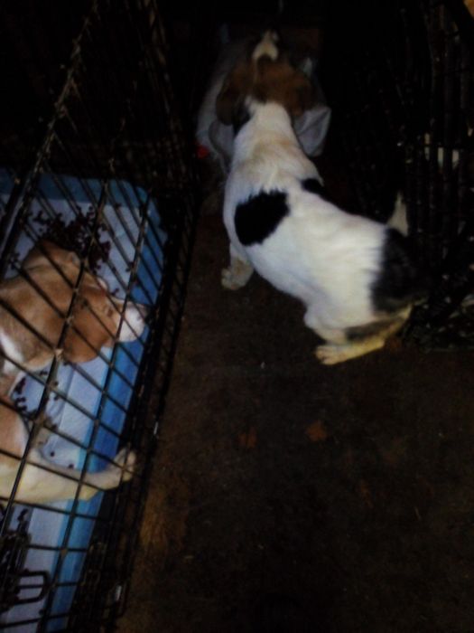 Віддам цуценя в добрі руки.