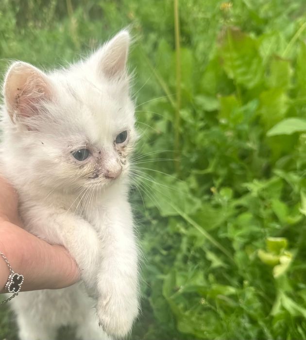Котята в добрі руки