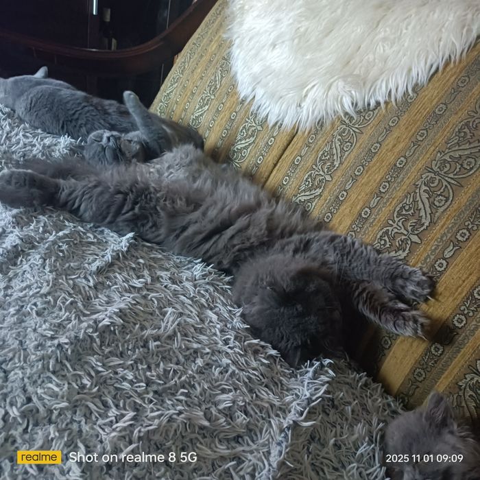 Koty brytyjskie niebieskie