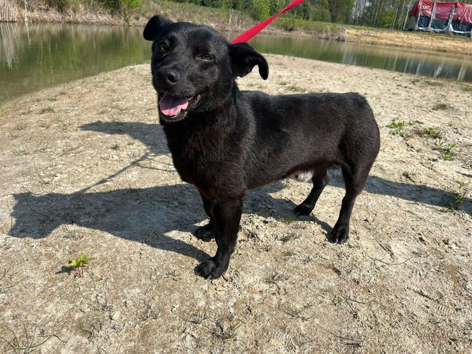 Kleszczyk - mały czarny psiak do adopcji!