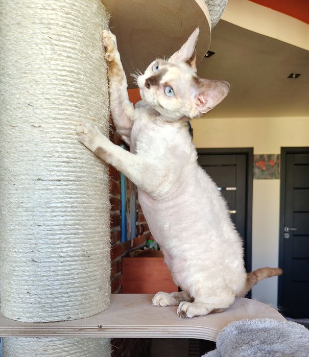 Devon rex dziewczynka