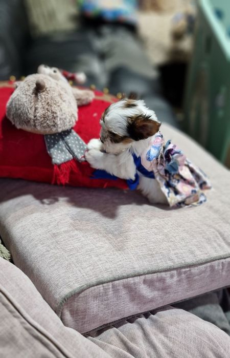 Гарнюсяя дівчинка біверйорка