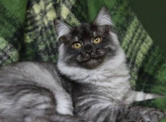 Супер нежный сибирский мальчик