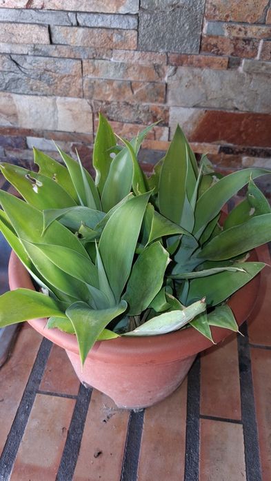 Planta suculenta em vaso redondo natural