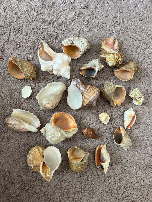 Ракушки, мушли океанические