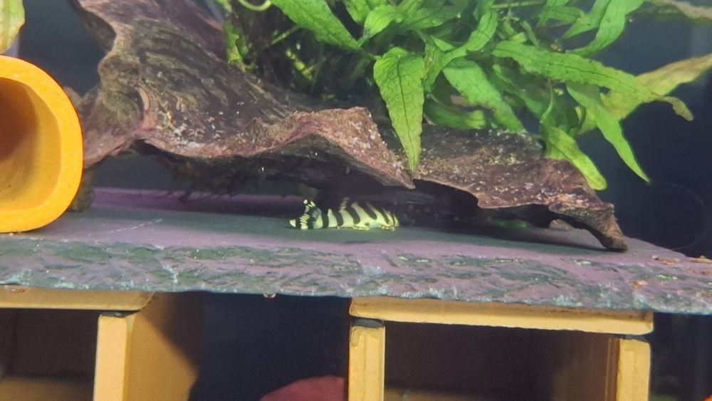 Peckoltia compta L-134 zbrojnik, glonojad