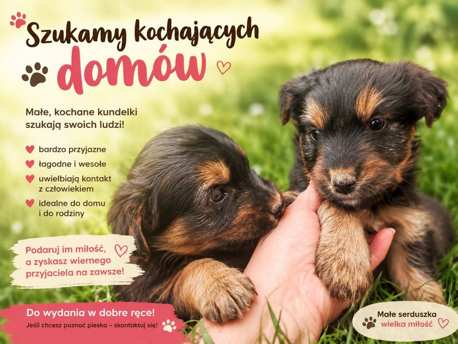OddamPieski w dobre ręce