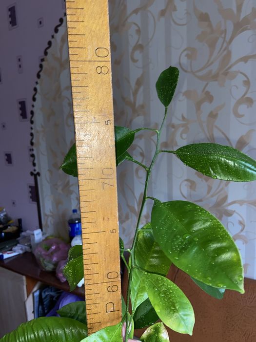 Грейпфрукт плодоносить