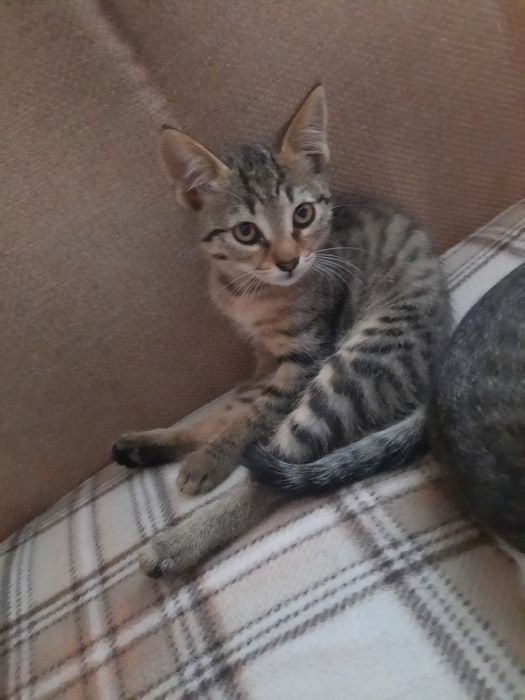 Дівчинка шукає родину.