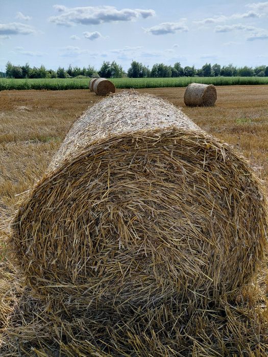 Продам тюки соломи пшеничні