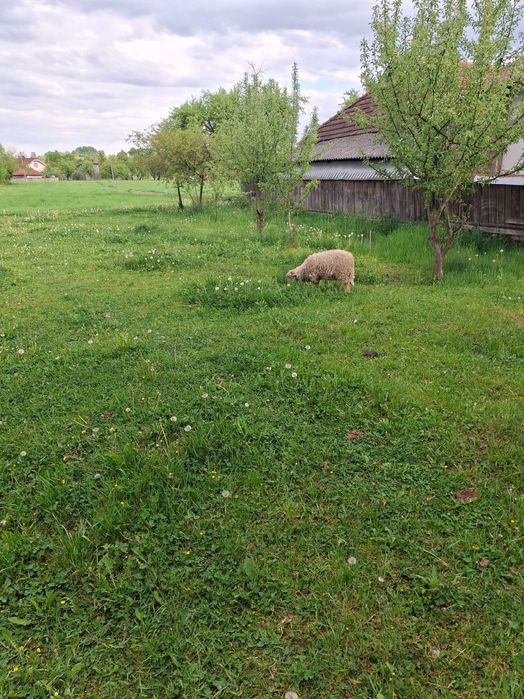 Продам молодого барана