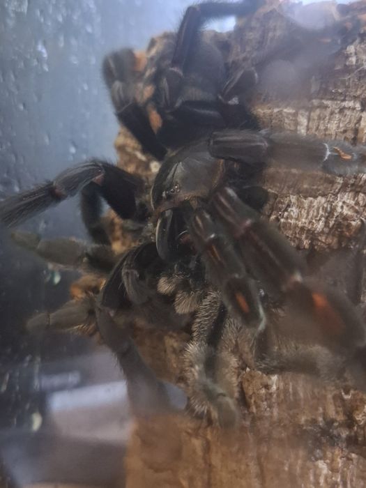 Psalmopoeus irminia adult