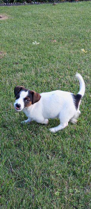 Jack Russell Terrier - piękny piesek