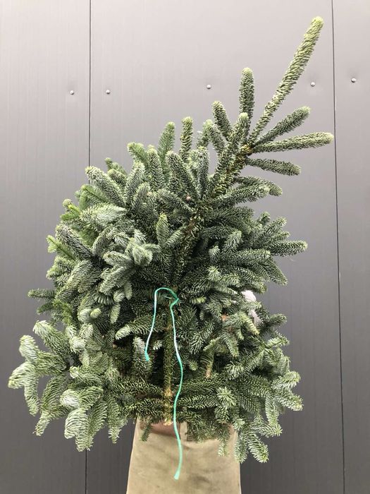 Нобіліс, ель, сосна, ялинка